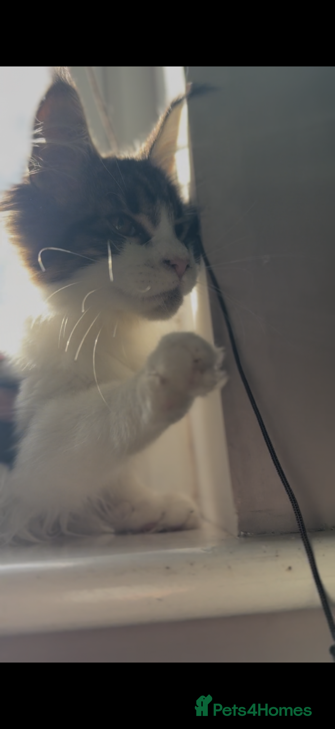 Maine Coon cats for sale: Pedigree Maine Coon Kittens 🐱 fully vaccinated  - Image 13