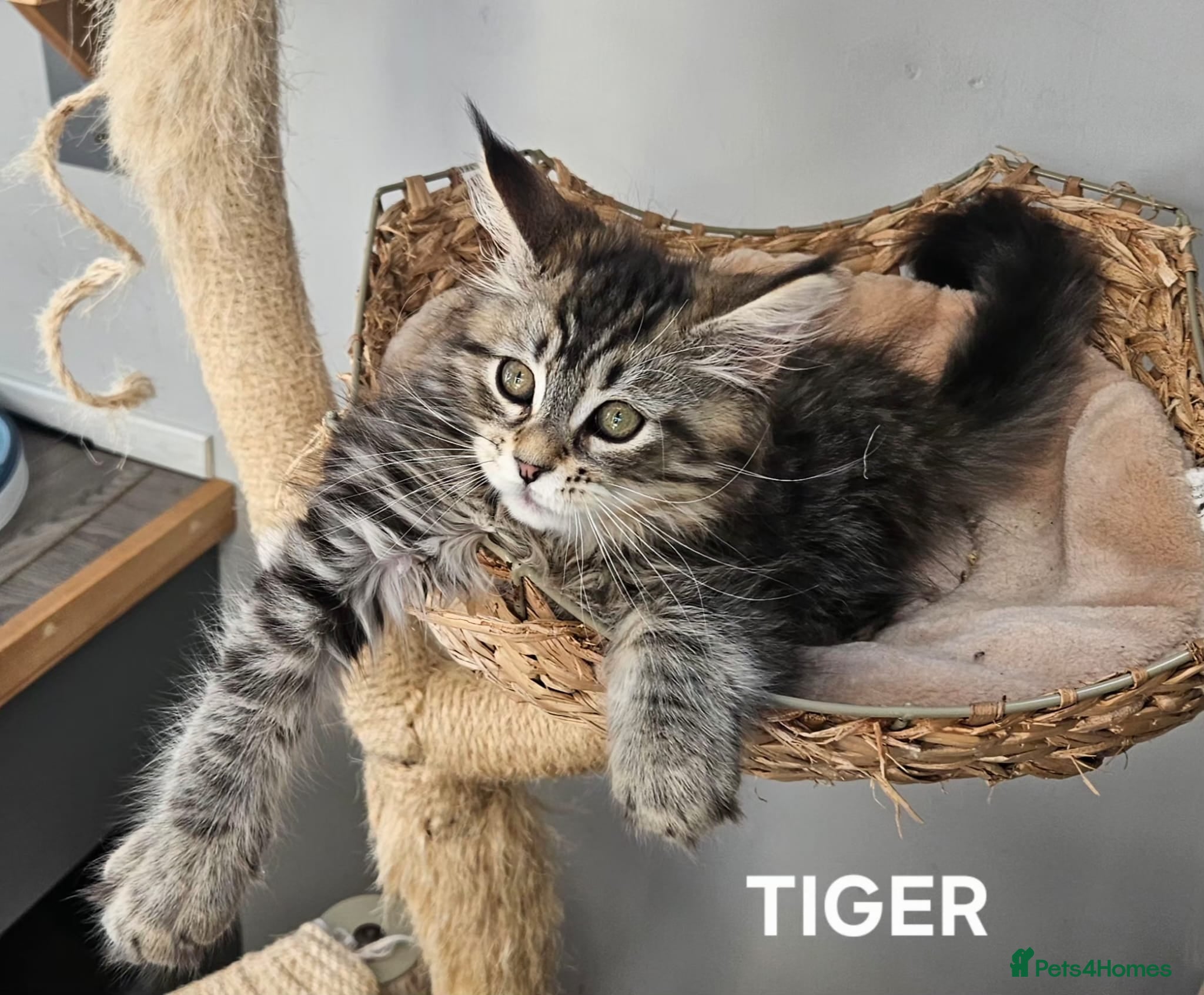 Maine Coon cats Large Maine Coon kittens regd European bloodline  - Advert 9