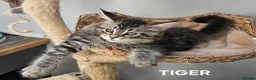 Maine Coon cats for sale: Large Maine Coon kittens regd European bloodline  - Advert 8
