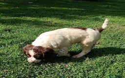 Mixed Breed dogs for sale: Fen Spaniels -Korthols x Eng Springer Spaniel  - Image 21