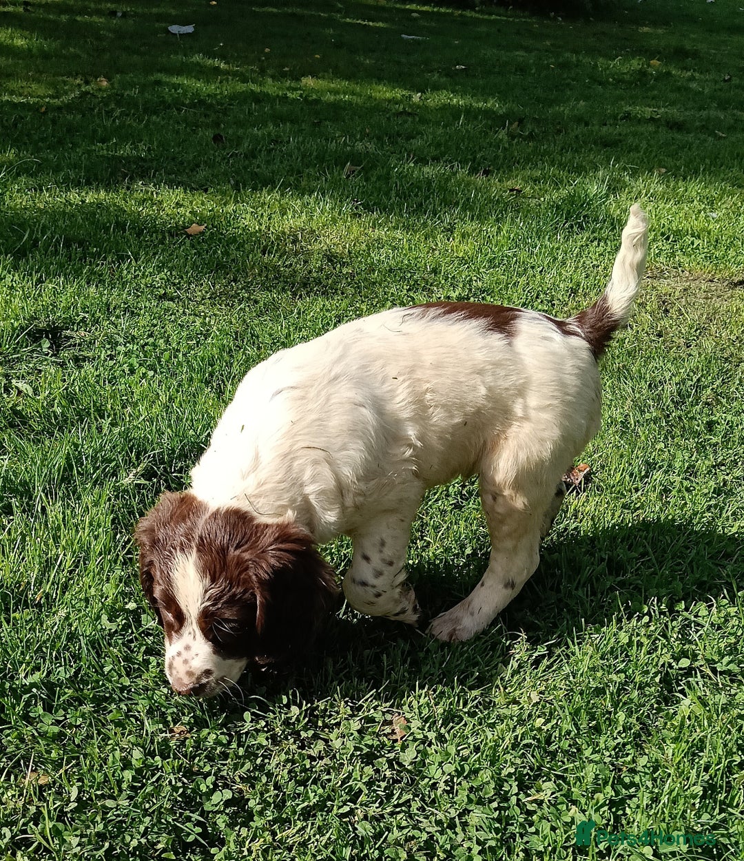 Mixed Breed dogs for sale: Fen Spaniels -Korthols x Eng Springer Spaniel  - Image 21