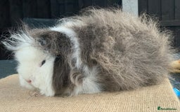 Guinea Pig rodents for sale: Swiss sow  - Image 2