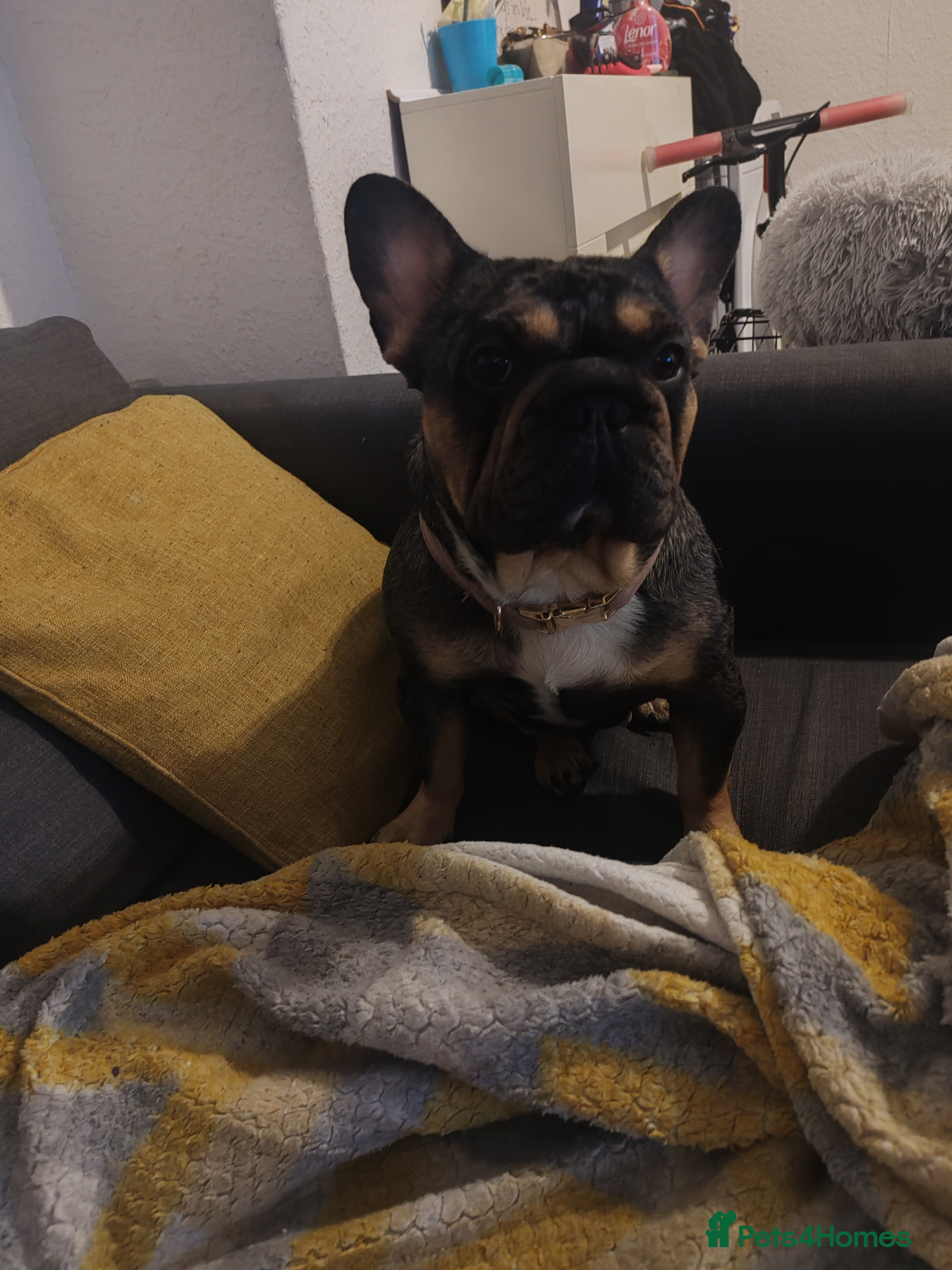 French Bulldog dogs RESERVED - Advert 17