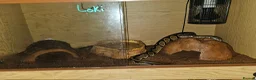 Python Snake reptiles for sale: For sale male calico royal python  - Advert 9