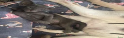 Siamese cats for sale: 🩵Lovely Siamese boys  - Advert 11