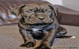 Cane Corso dogs for sale: ULTIMATE CANE CORSO PUPPIES  - Image 4