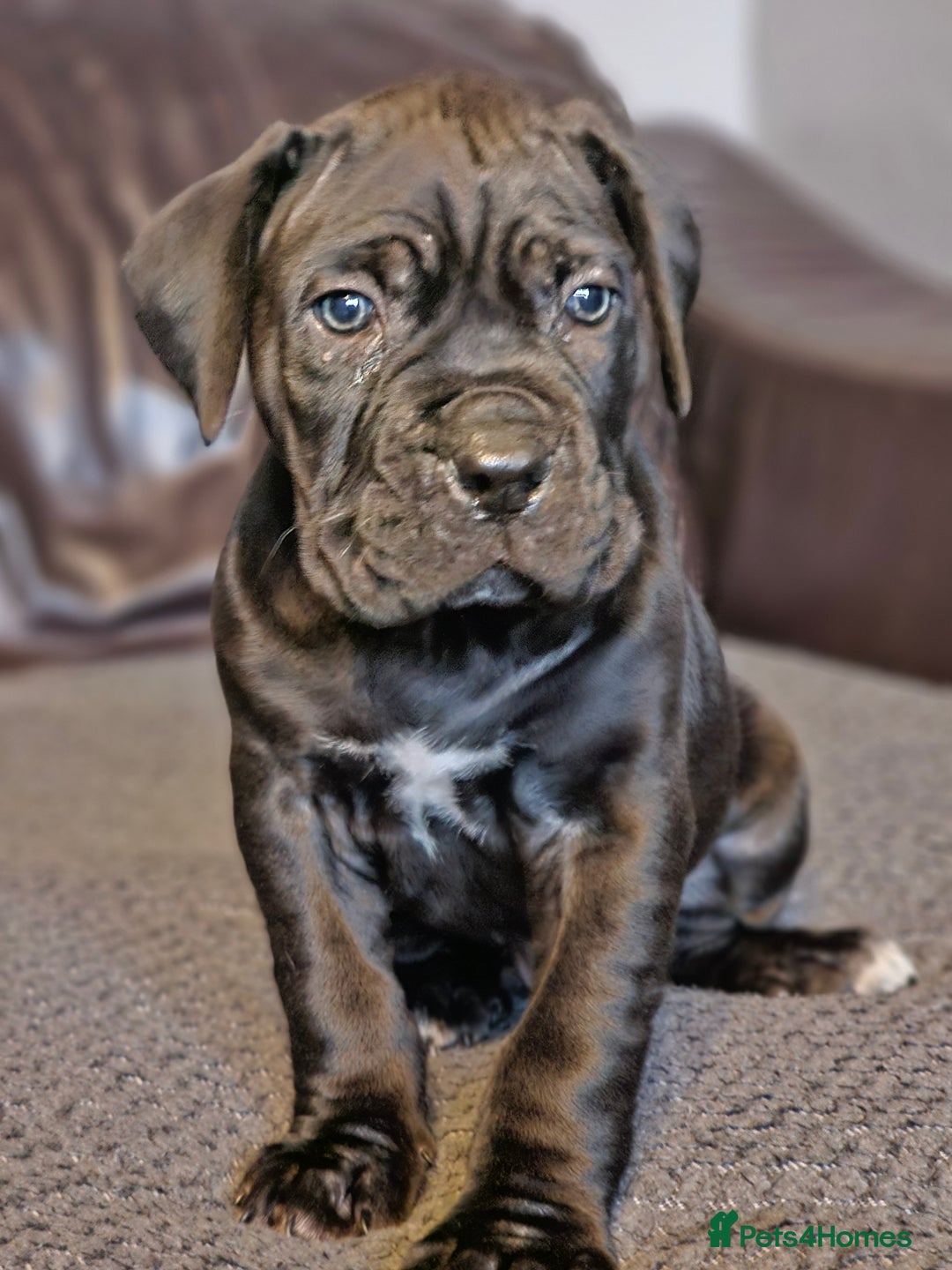 Cane Corso dogs for sale: ULTIMATE CANE CORSO PUPPIES  - Image 4