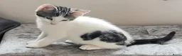 Mixed Breed cats for sale: Adorable Playful Kittens Looking for Forever Homes in London - Advert 21