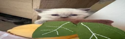 British Shorthair cats for sale: Beautiful British shorthair kittens - Advert 2