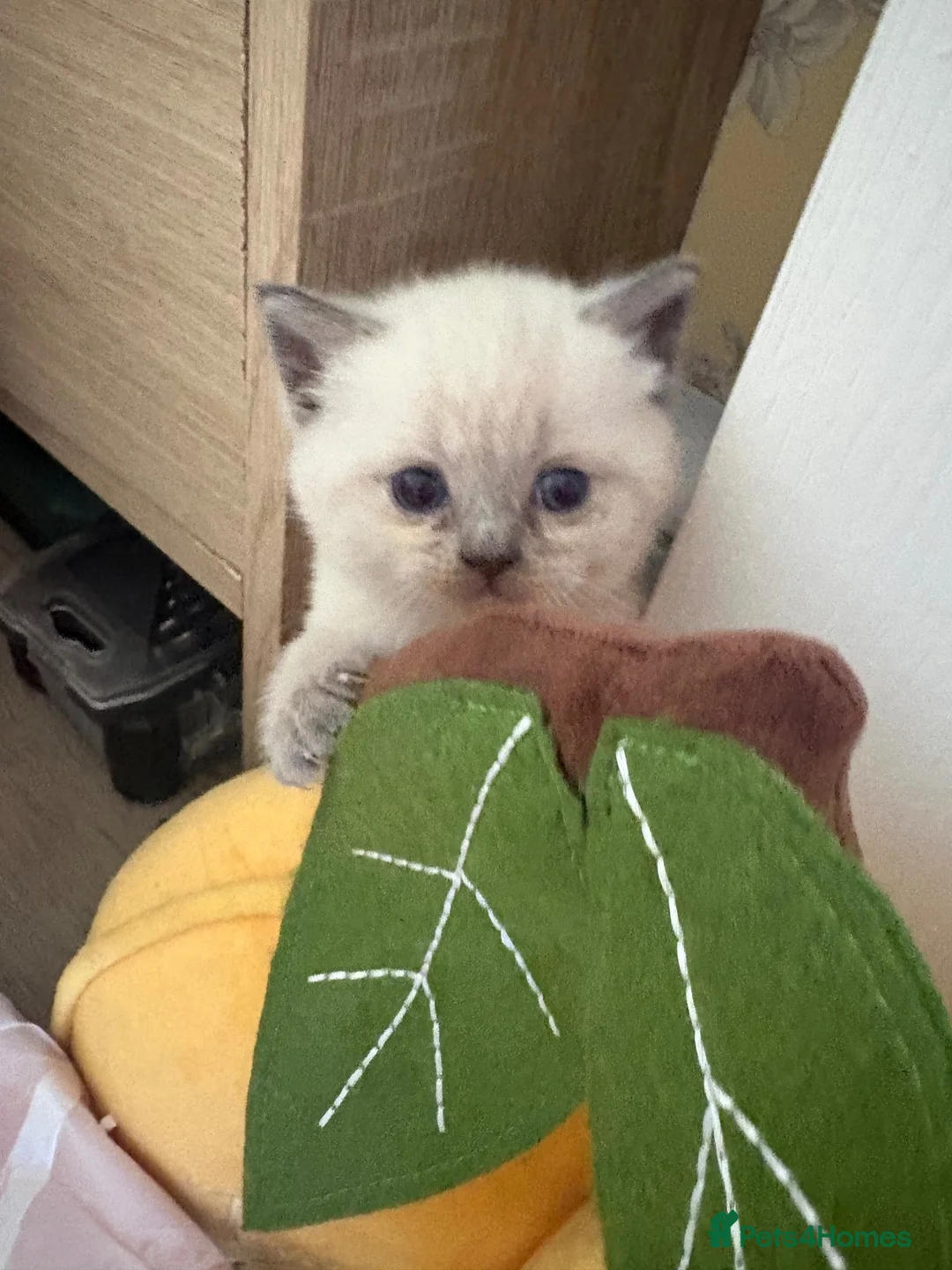 British Shorthair cats for sale: Beautiful British shorthair kittens - Advert 2