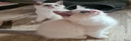 Ragdoll cats for sale: Gorgeous pure bread ragdoll kittens - Advert 2