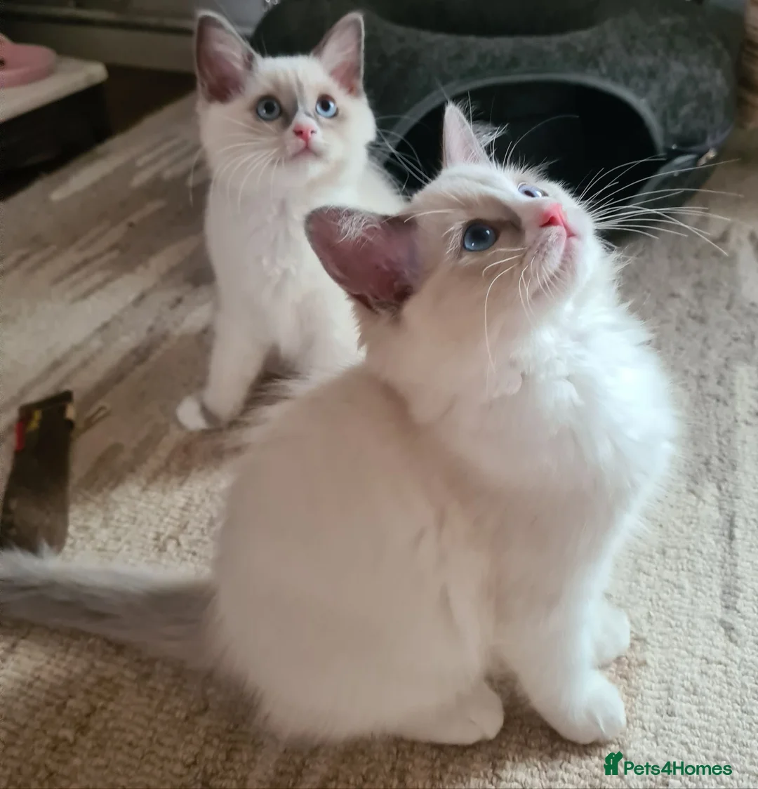 Ragdoll cats for sale: Gorgeous pure bread ragdoll kittens - Advert 2