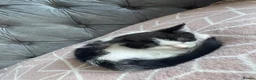 Mixed Breed cats for sale: Adorable 8 weeks old kitten  - Advert 4