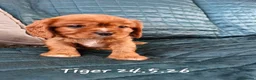 Cavalier King Charles Spaniel dogs for sale: KC reg health tested Cavalier King Charles puppies - Advert 22