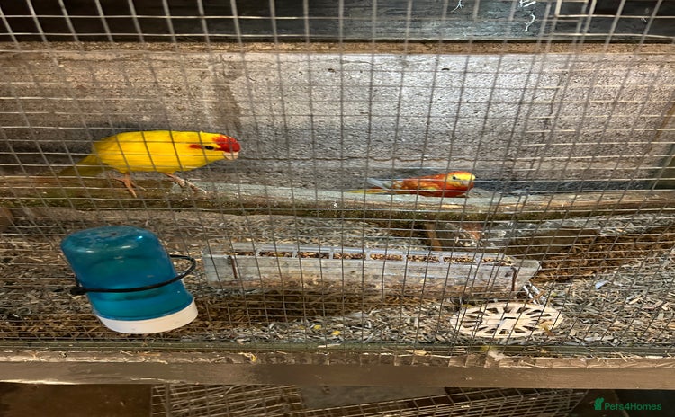 Parakeets birds Birds - Advert 1