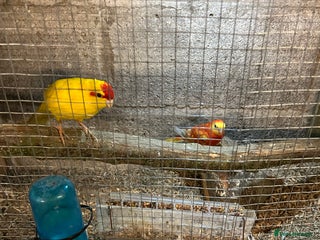 Parakeets birds Birds - Advert 1