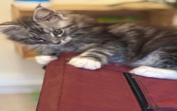 Maine Coon cats for sale: Stunning Maine Coon boy registered with GCCF - Image 4