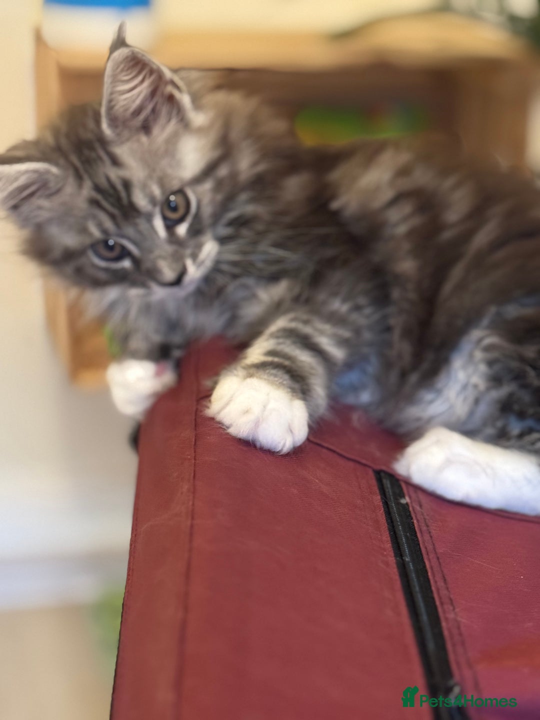 Maine Coon cats for sale: Stunning Maine Coon boy registered with GCCF - Image 4