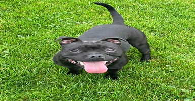 Staffordshire Bull Terrier dogs - Advert 12