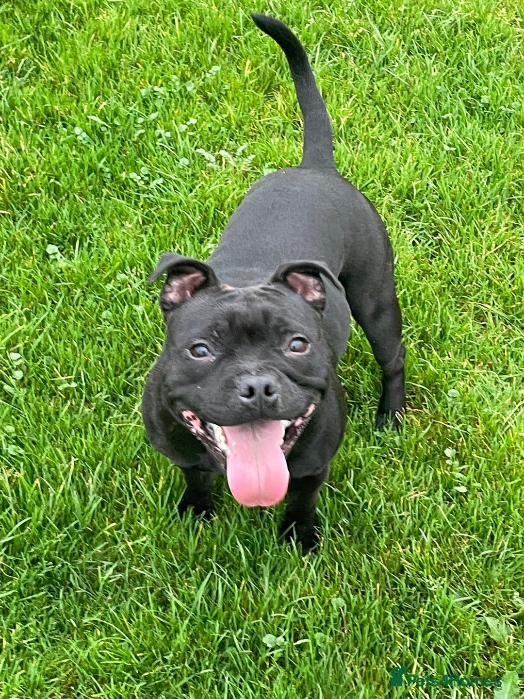 Staffordshire Bull Terrier dogs for sale: Kc registered kassius pups  - Image 2