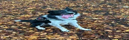 Border Collie dogs for sale: Charlie  - Advert 3