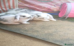 Dwarf Lop rabbits for sale: Two beautiful baby bunnies  - Image 7