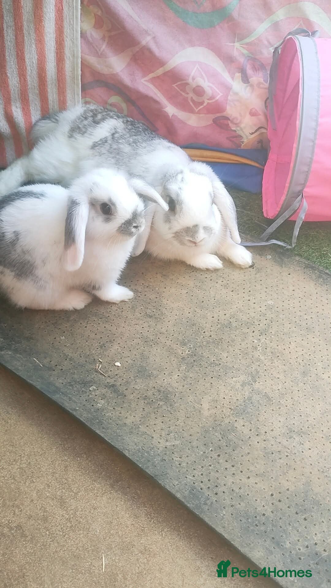 Dwarf Lop rabbits for sale: Two beautiful baby bunnies  - Image 7