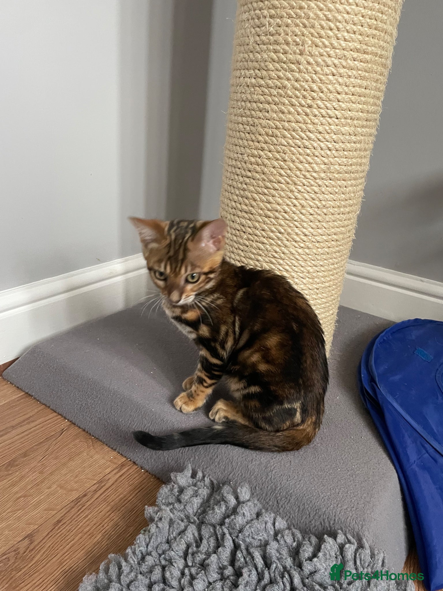 Bengal cats Pedigree Bengal kittens ready now - Advert 2