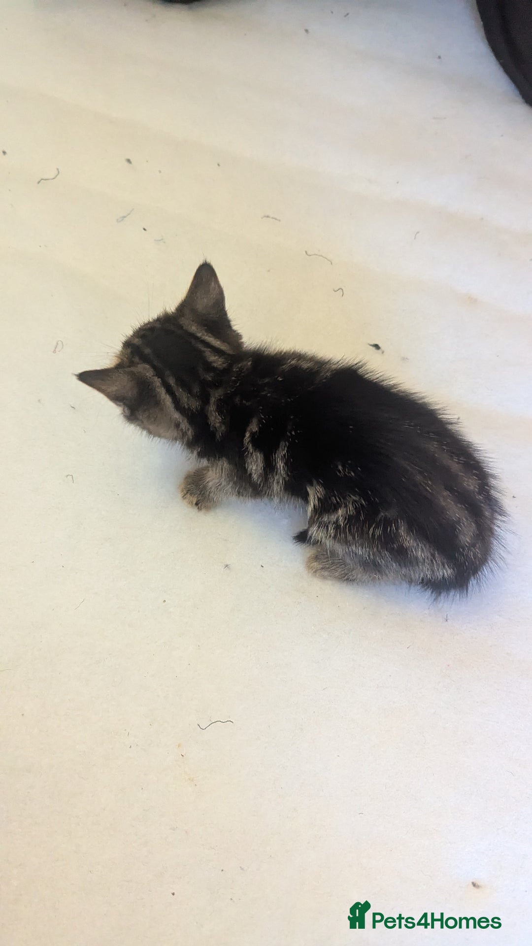 Mixed Breed cats for sale: Kittens for sale - Image 4