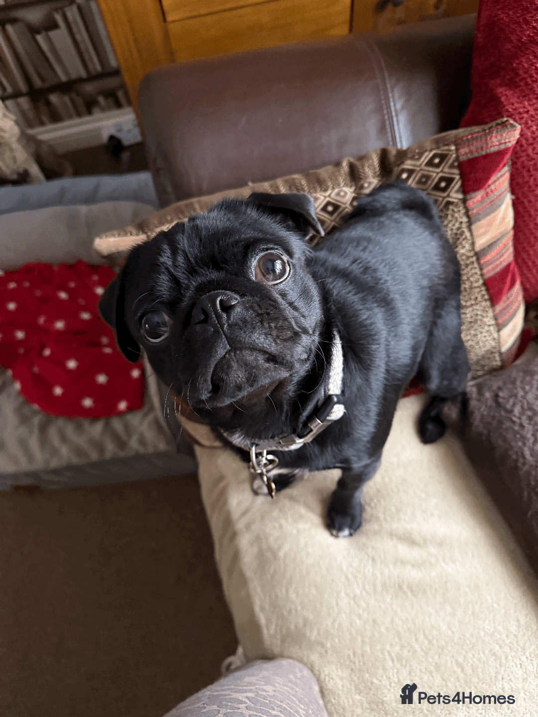 Pug dogs for sale: KC Pug Puppies - Advert 10