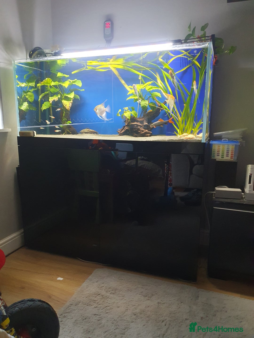 Angelfish fish for sale: Large rimless dumped tank, lots of tropical fish - Advert 2