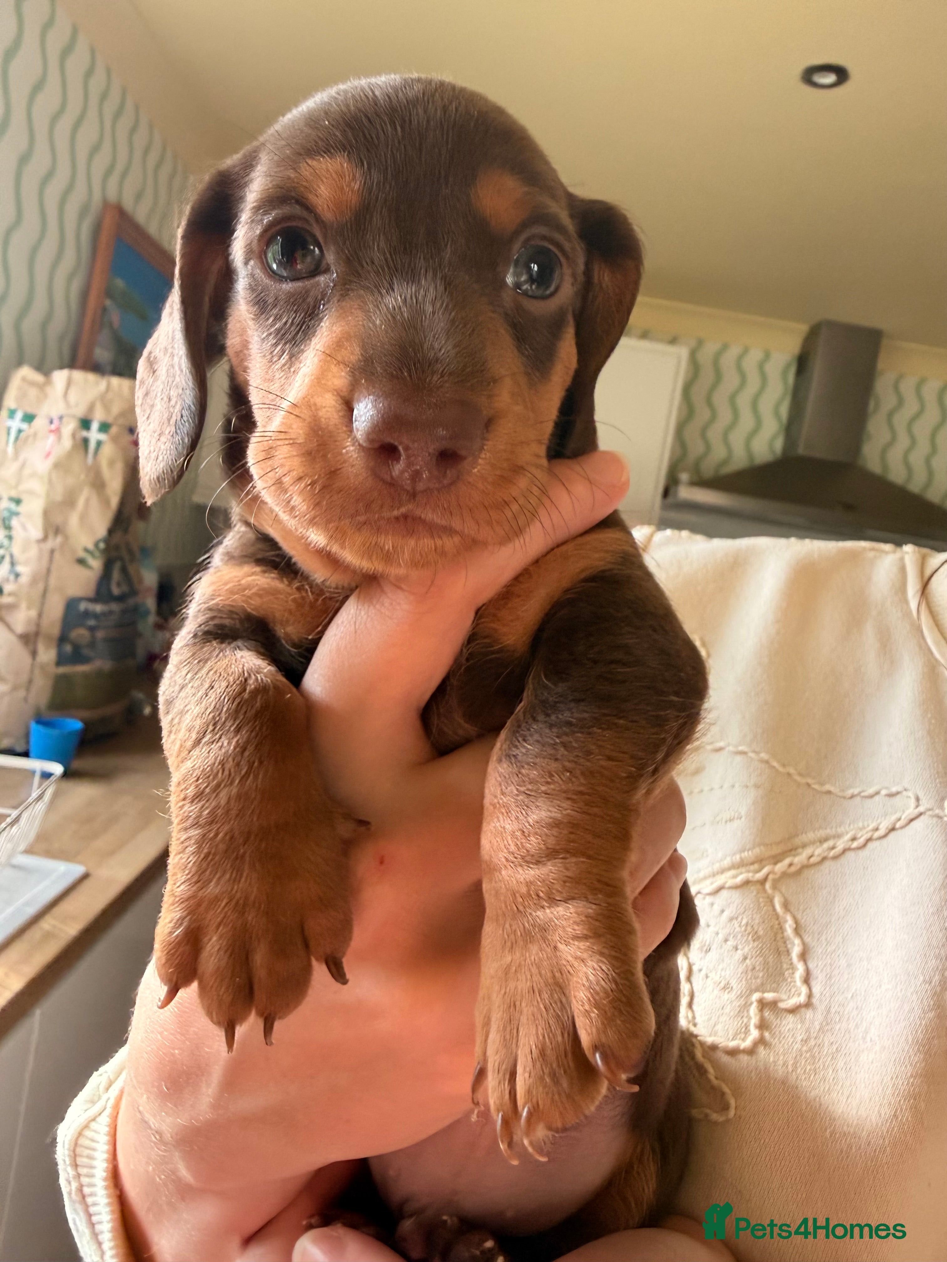 Miniature Dachshund dogs Stunning miniature dachshund puppies  - Advert 8
