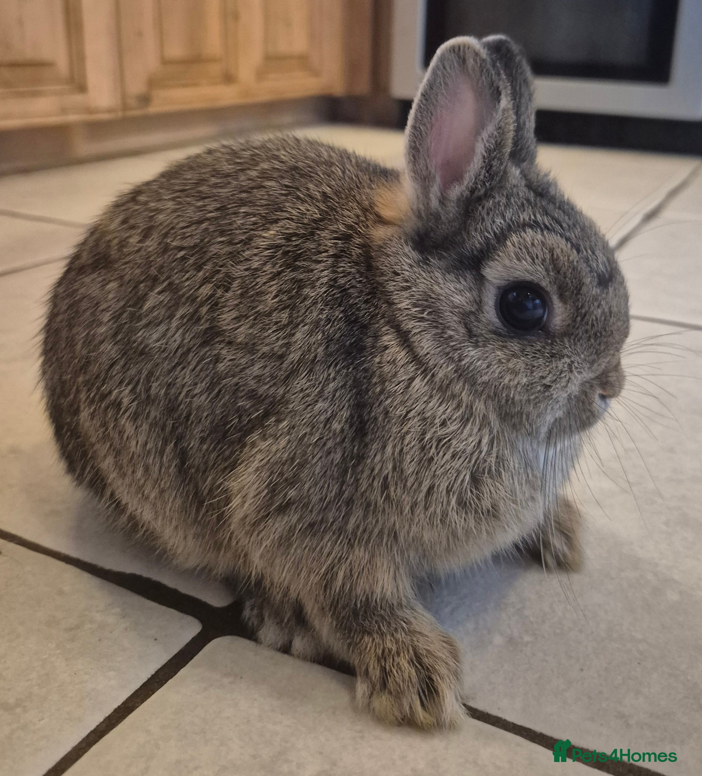 Netherland Dwarf rabbits Gorgeous boy available 💙  - Advert 1