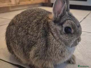 Netherland Dwarf rabbits Gorgeous boy available 💙 - Advert 2