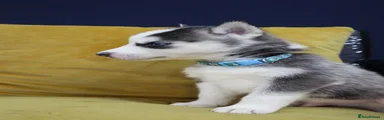 Siberian Husky 4