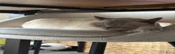 British Shorthair cats for sale: 💔 looking for a loving forever home for Aslan 🐾 in London - Advert 16