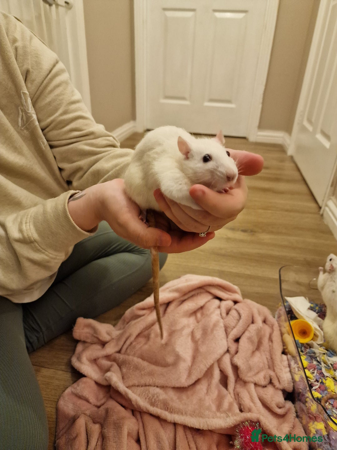 Rat rodents for sale: 3 female rats - Image 12