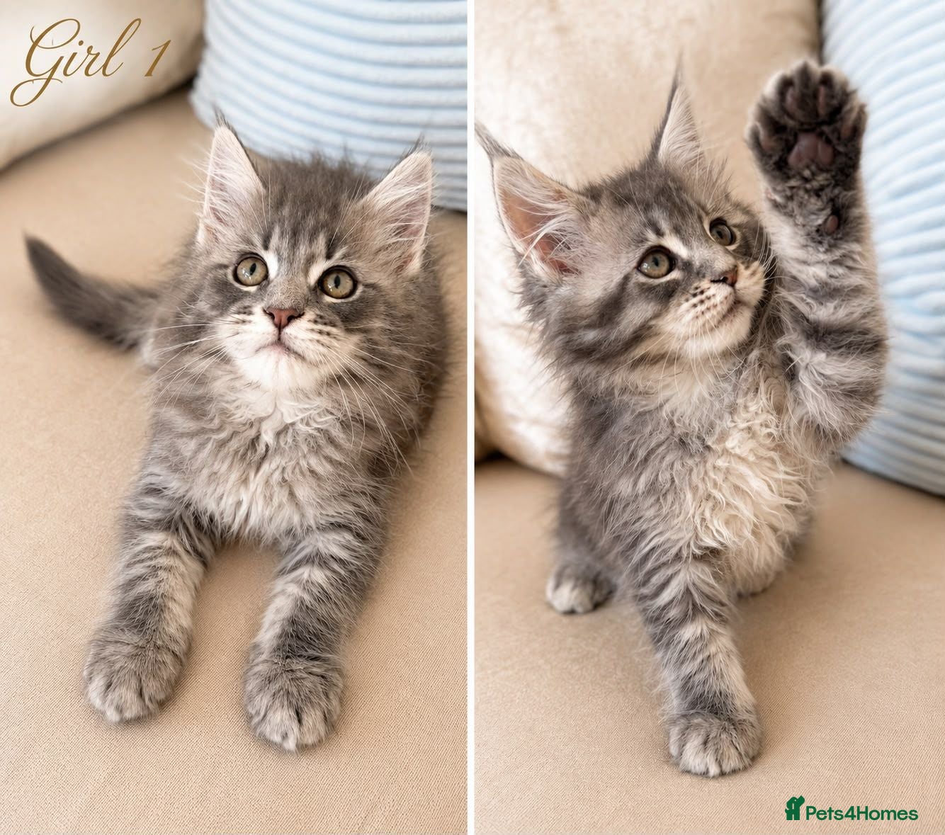 Maine Coon cats ✨1 LEFT! Exceptional TICA Registered Maine Coon ✨ - Advert 15