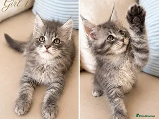 Maine Coon cats ✨1 LEFT! Exceptional TICA Registered Maine Coon ✨ - Advert 15