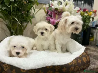 Maltese dogs Maltese puppies - Advert 9