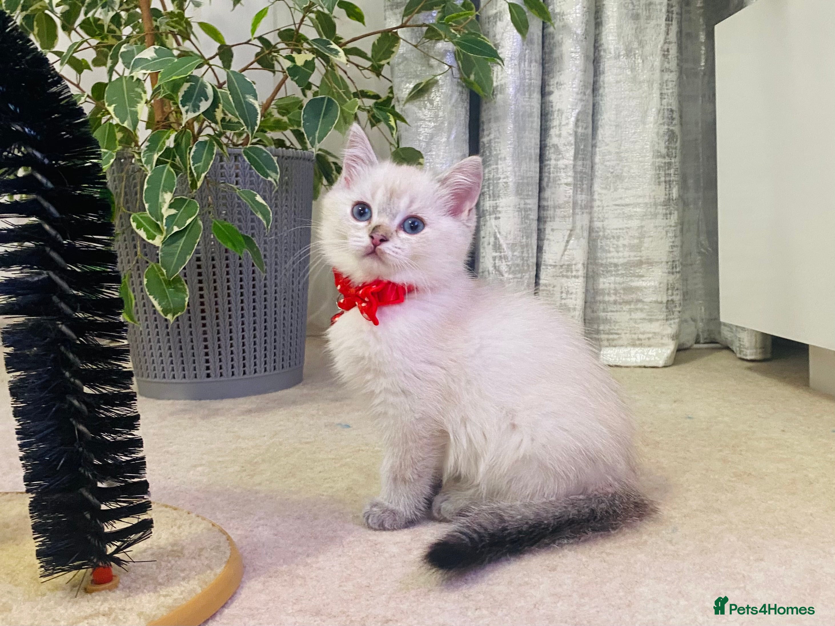 Ragdoll cats Ragdoll X British  - Advert 16