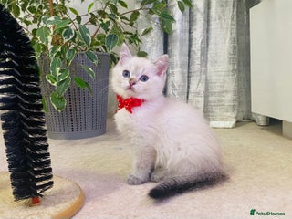 Ragdoll cats Ragdoll X British - Advert 13