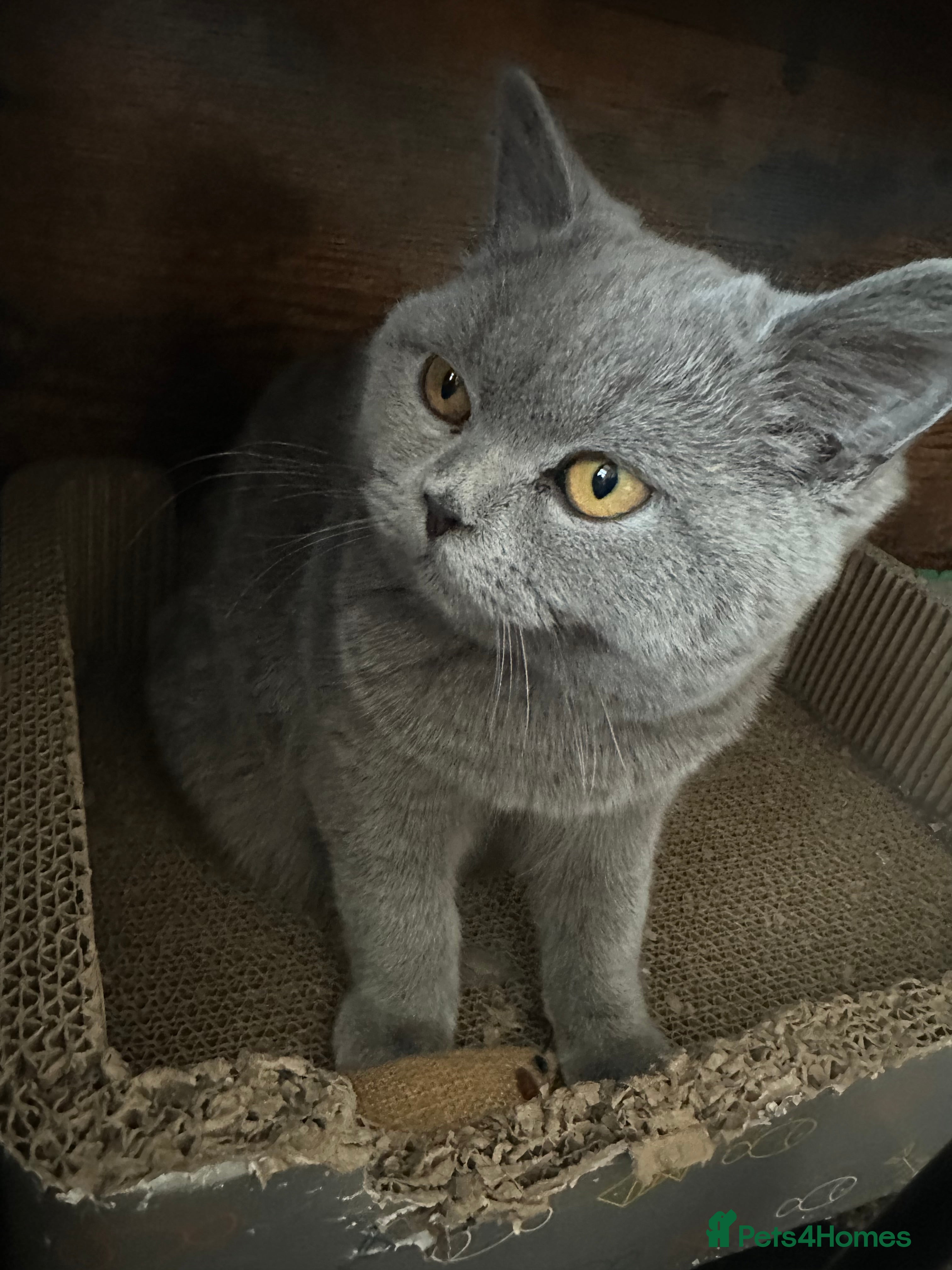 British Shorthair cats British Shorthair GCCF Registered Kittens  - Advert 17