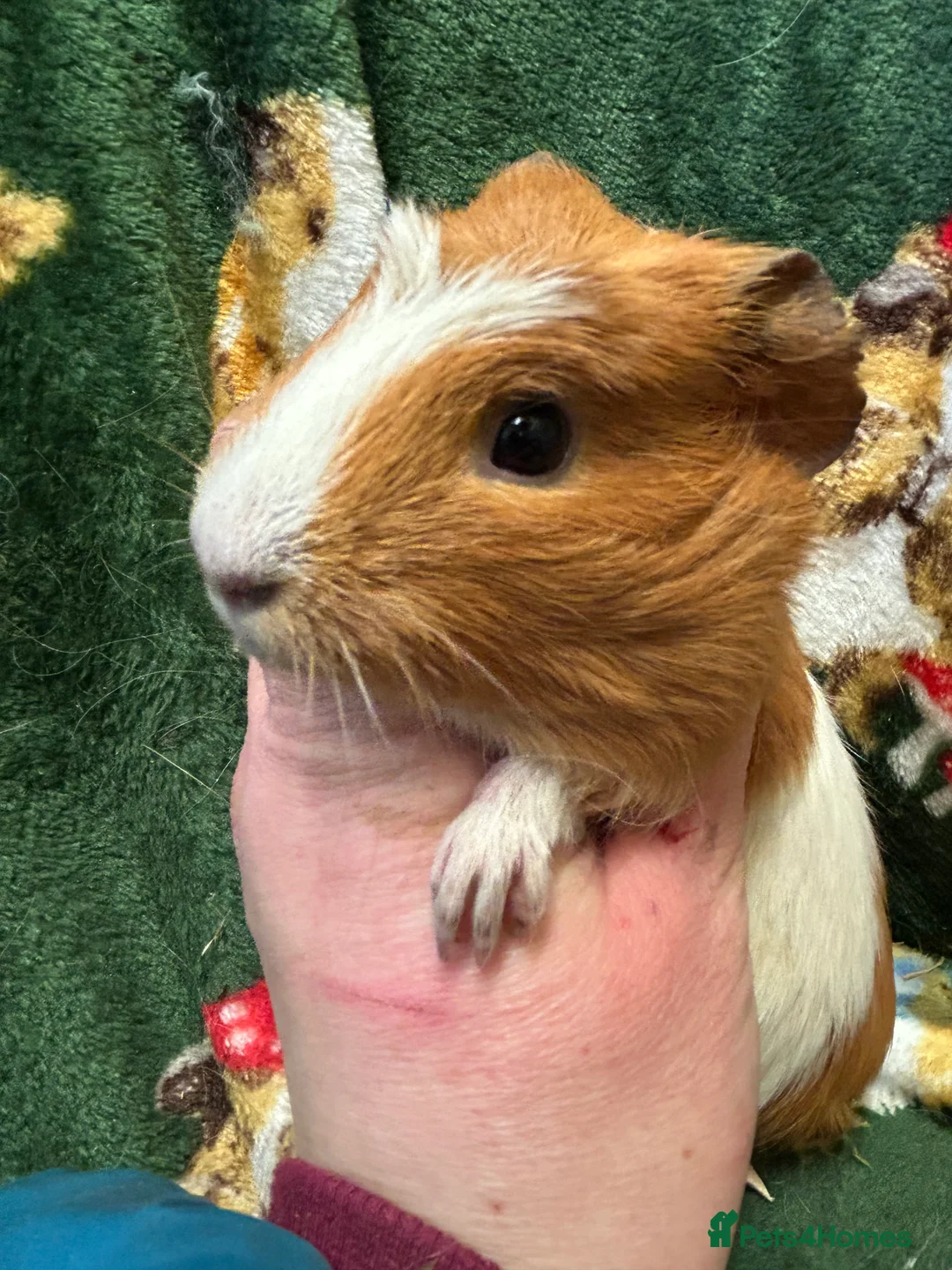 Guinea Pig rodents for sale: Baby female Guineapigs  - Advert 7