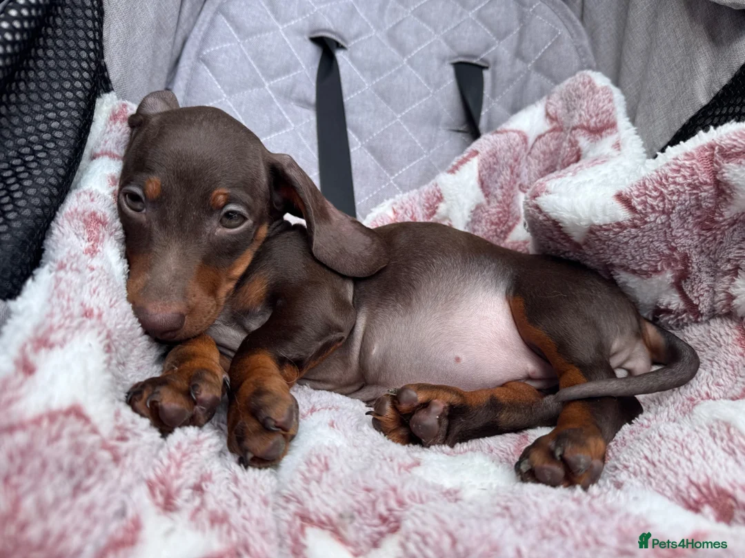 Miniature Dachshund dogs for sale: ❤️🐾 Adorable Miniature Dachshunds 🐾❤️ - Advert 1