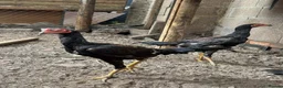 Chickens poultry for sale: O-Shamo Hens and Cockerels in Bridgwater - Advert 12