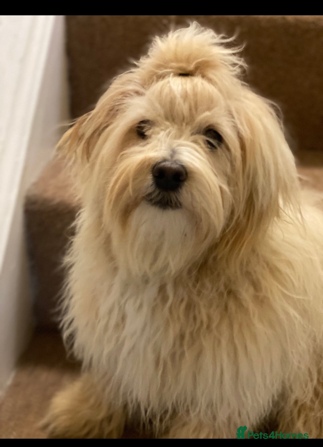 Maltipoo dogs for sale: Gorgeous maltipoo puppies 🐩 - Advert 8