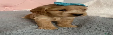 Cocker Spaniel 1