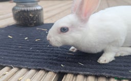 Rex rabbits for sale: Mini rex rabbit for sale - Image 15