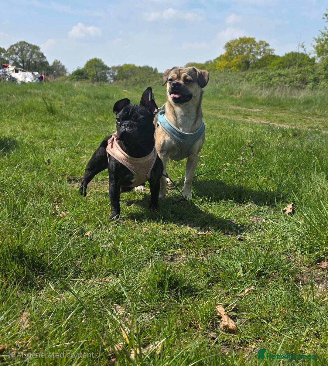 Mixed Breed dogs for sale: Mixed breed puppies for sale - Image 11